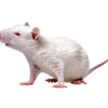 rats Thumbnail